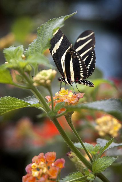 Zebra Longwing Zebra Longwing Butterfly, Zebra Butterfly, Butterfly Sitting, Amazing Insects, Nature Butterfly, Butterfly Quilt, Animal Symbolism, Butterfly Images, Butterfly Kisses