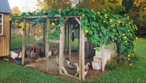 Chicken Run Ideas, Reban Ayam, Cute Chicken Coops, Chicken Coop Garden, Duck Coop, Backyard Chicken Coop Plans, Diy Chicken Coop Plans, Chicken Coop Run, Backyard Chicken Farming