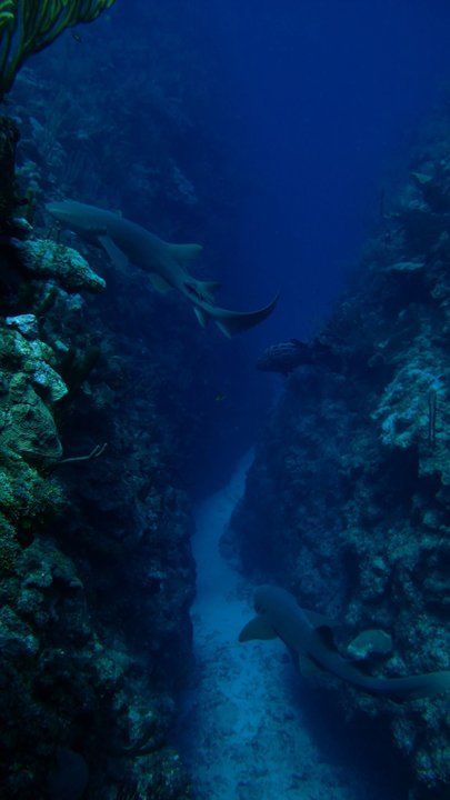 Nurse Sharks in Belize! Nurse Shark Wallpaper, Ocean Kingdom, Shark Wallpaper, Goblin Shark, Nurse Shark, Oceans Of The World, Shark Week, Finding Nemo, Weird And Wonderful