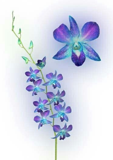 blue dendrobium orchid tattoo <3 Blue Orchid Tattoo, Watercolor Orchid Tattoo, Tattoos Representing Family, Love Music Tattoo, Blue And Purple Orchids, Polynesian Tattoo Meanings, Bird Tattoo Neck, Orchid Flower Tattoos, Blue Dendrobium Orchids