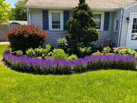 Blue Salvia Around House Salvia Landscaping, Salvia Plant, Front Entry Landscaping, Best Landscaping Ideas, Gardens Backyard, Blue Salvia, Salvia Plants, Diy Garden Landscaping, Garden Landscaping Ideas