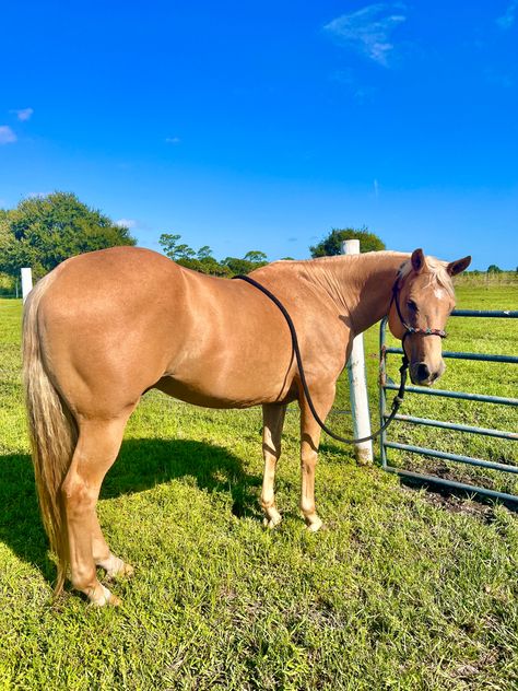 Palomino Quarter Horse Palimeno Horse, Palomino Western Horse, Quarter Horse Palomino, Palomino Quarter Horse Mare, Palomino Barrel Horse, Palomino Paint Horse, Palomino Thoroughbred, Cavalo Palomino, Palomino Quarter Horse