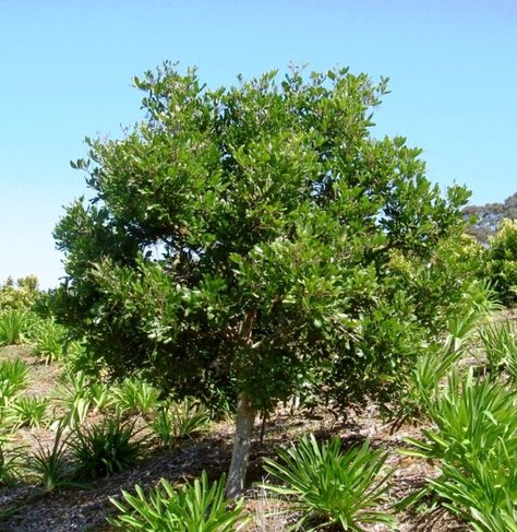 Tuckeroo Tree, Rainforest Trees, Trees For Front Yard, Australian Native Garden, Privacy Landscaping, Street Trees, Australian Garden, How To Attract Birds, Native Garden