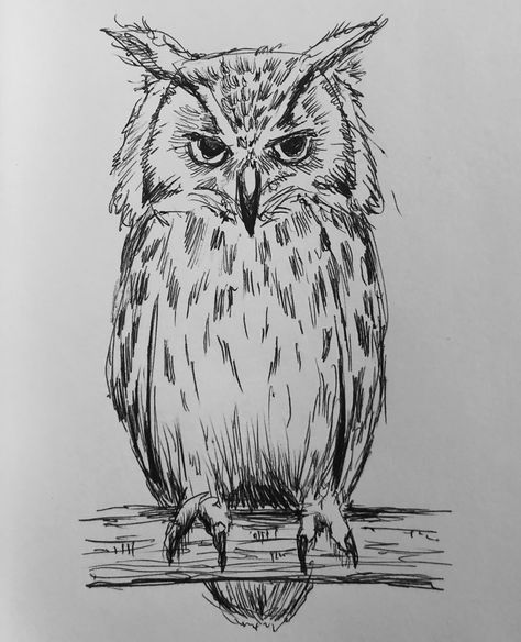 ‪#owl #horned #hornedowl #bird 341/365 #sketch #sketchbook #ink #inksketch #who #mikephillipsart #art #artist #dailysketch #rough‬ Great Horned Owl Sketch, Owl Drawing Tutorial, Owl Drawing Sketches Simple, Owl Sketch Simple, Owls Sketch, Owl Drawing Sketches, Great Horned Owl Tattoo, Great Horned Owl Drawing, Horned Owl Tattoo