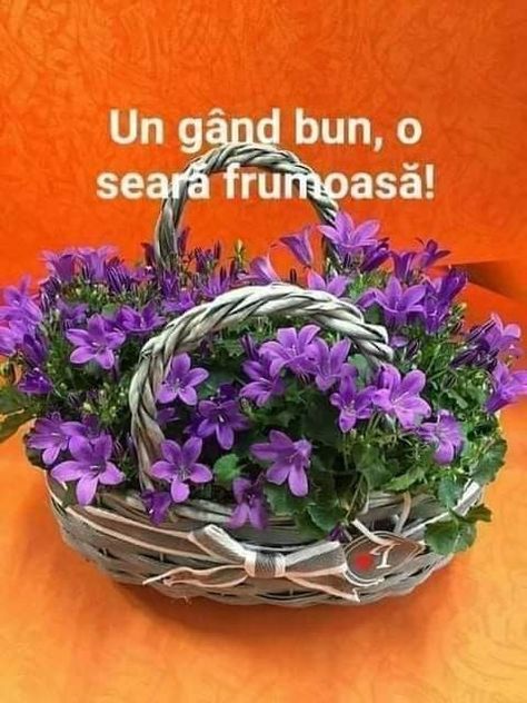 Romanian Quote, Shabbat Shalom Images, Good Evening, Flower Boxes, Quotes, Plants, Flowers, Floral