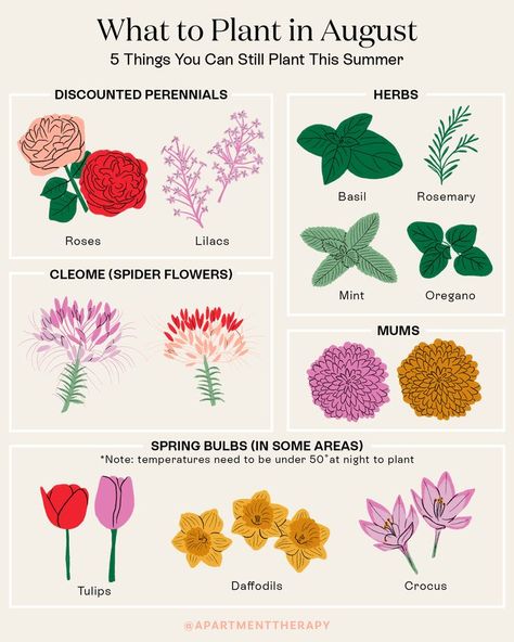 What To Plant In August, Fall Gardening Ideas, Start Gardening, August Garden, Ideas Garden Design, Fall Gardening, Perennial Herbs, Flower Farmer, Fall Garden