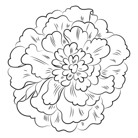 Marigold Graphic Design, Mary Gold Flower Drawing, Marigold Flower Template, How To Draw A Marigold, Marigold Flower Illustration, Marigold Template, Marigold Sketch, Marigold Flower Drawing, Marigold Drawing