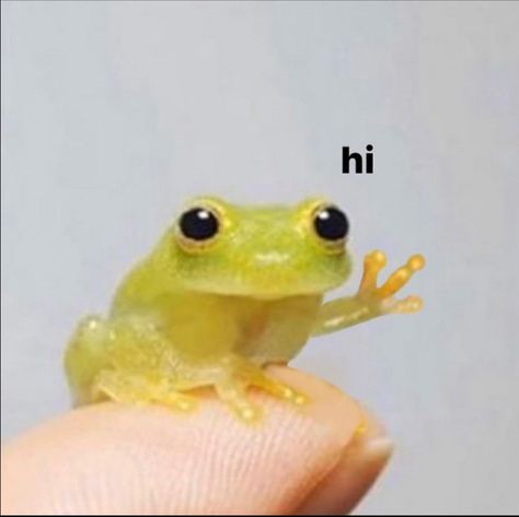 Frogs Cute, A Frog, Say Hi, Frogs, Wizard, Tags, Yellow, Animals, On Instagram