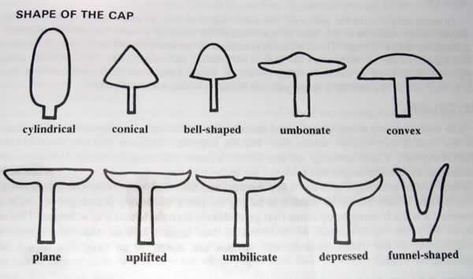 Mushroom Diagram, Mushroom Guide, Mushroom Identification, Fungi Art, Mushroom Spores, Pinned Post, Mushroom Fungi, The Mushroom, Mushroom Art