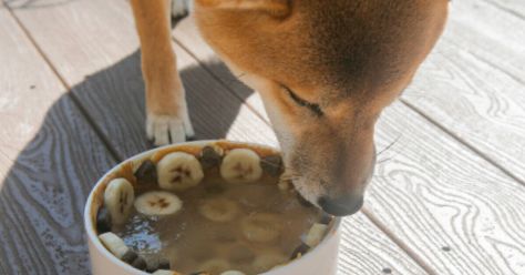 How to Make a Treat Enrichment Bowl for Your Dog Yogurt Bowl, Bowl Recipe, Few Ingredients, Bowls Recipe, Treat Recipe, For Dogs, The House, Frozen, Bowl