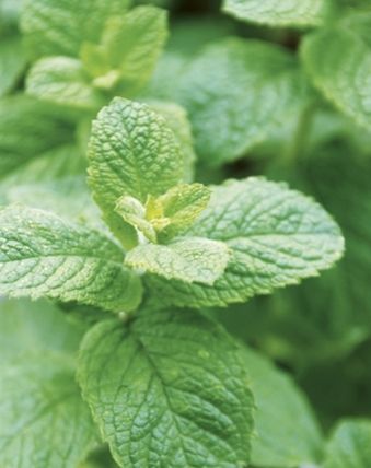 Apple mint likes partial sun and moist soil. Get Rid Of Squirrels, Peppermint Plants, Hgtv Garden, Garden Pests, Shade Plants, Growing Herbs, The Shade, Kitchen Garden, Shade Garden