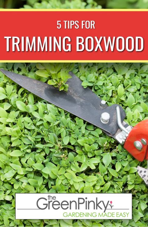 How to Trim Boxwood? 5 Important Tips to Prevent Mistakes Baby Gem Boxwood, Green Mountain Boxwood, How To Trim Bushes, Boxwood Bush, Japanese Boxwood, Trimming Hedges, Boxwood Landscaping, Front Landscape, Front Lawn Landscaping