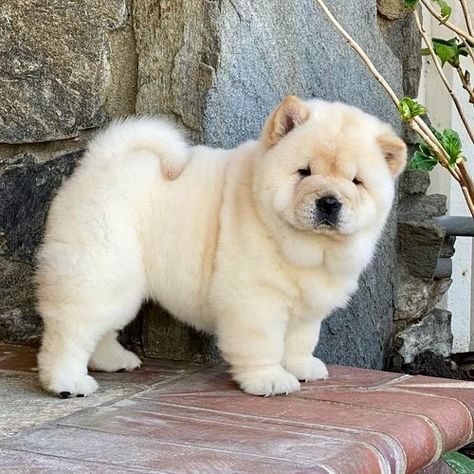 Chow Chow Puppies For Sale | San Francisco, CA Dogs Chow Chow, Chow Chow Dog Puppy, Chow Puppies For Sale, Chow Chow Puppies, Chow Dog Breed, Chow Puppies, Chow Chow Dog, Chow Dog, Chow Chow Puppy