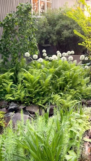 Drumstick Allium Gardens, Allium Mount Everest, Matteuccia Struthiopteris, Front Yard Entrance, Plants For Backyard, Allium Garden, Yard Entrance, Shady Gardens, Landscaping Inspiration