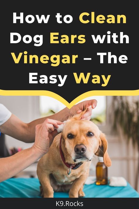 Cleaning Dogs Ears, Dogs Ears, Ear Problems, Wrinkly Dog, Dog Ear Cleaner, Dogs Ears Infection, Dog Shaking, Dog Grooming Tips, Dog Ears