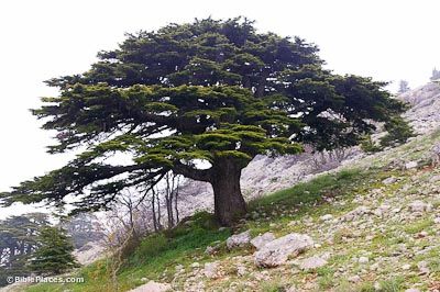 Cedar of Lebanon (BiblePlaces.com) Cyprus Tree, Lebanon Tree, Cedars Of Lebanon, Lebanon Cedar, Cedar Of Lebanon, Tree Photos, Epic Of Gilgamesh, Cedar Trees, South Central