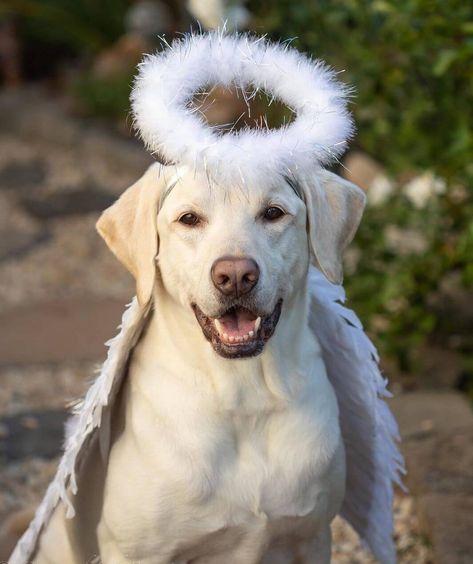 Costume With Dog, Lab Dogs, Dog Halloween Costumes, Black Lab, Dog Halloween, Halloween Night, Picture Show, Funny Dogs, Labrador Retriever