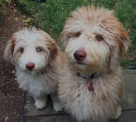 Crate Training Schedule, Potty Training Schedule, Aussie Doodle, Aussiedoodle Puppies, Puppy Training Treats, Puppy Training Biting, Australian Labradoodle Puppies, How To Potty Train, Train Your Puppy