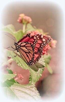 Butterflies And Dragonflies, Butterfly Pictures, Butterfly Kisses, Birds And Butterflies, Floral Backdrop, Jolie Photo, Butterfly Garden, Butterfly Flowers, Pink Butterfly