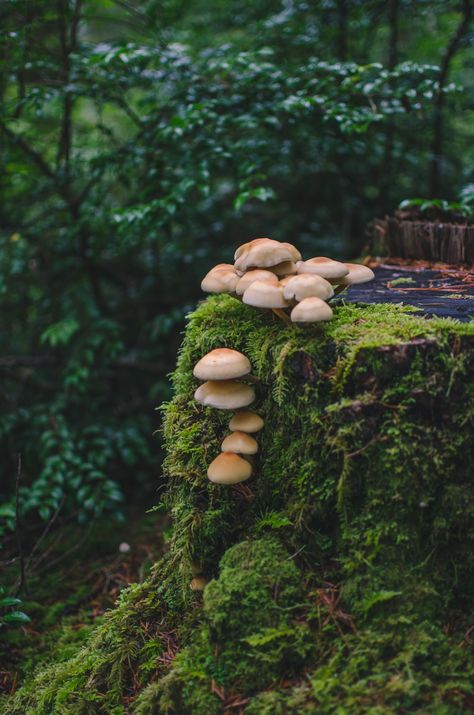 http://wildforestelf.tumblr.com/post/133463488653/millivedder-fairy-tale-stump Fairy Tale Photography, Mushrooms Growing, Lichen Moss, Mushroom Pictures, Brown Mushroom, Mushroom Fungi, Tree Stump, Back To Nature, Alam Yang Indah