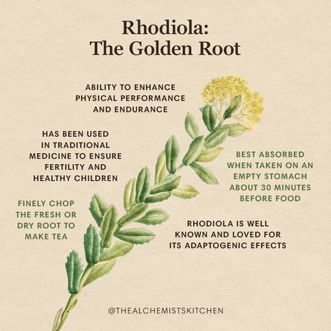 Magickal Herbs, Medicinal Herbs Garden, Rhodiola Rosea, Magic Herbs, Natural Healing Remedies, Herbal Healing, Herbal Magic, Herbs For Health, Olympic Athletes