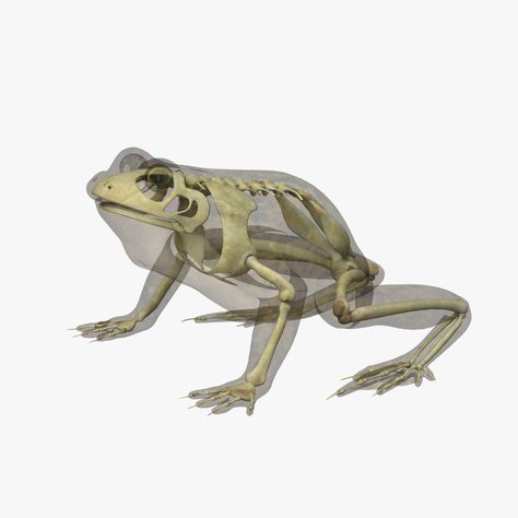 Frog Skeleton Tattoo, Skeleton Tattoo Ideas, Frog Skeleton, 3d Frog, Skeleton Tattoo, Skeleton Model, Skeleton Drawings, Frog Wallpaper, Frog Illustration