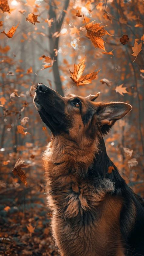 Fox Background, Real Background, Landscape Images, Hello October, Fall Dog, Autumn Magic, Cute Dog Pictures, Landscape Photography Nature, Inspiration Photography