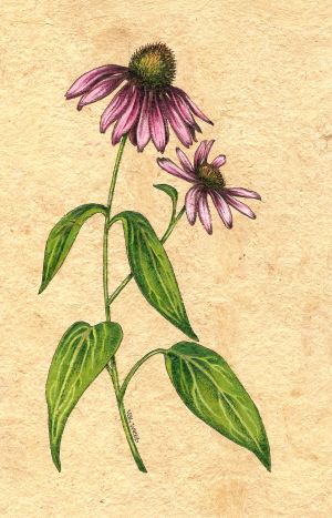 Purple Coneflowers, Colored Pencil Artwork, Plant Tattoo, Garden Drawing, 수채화 그림, Plant Drawing, Botanical Drawings, Botanical Illustration, Flower Tattoos