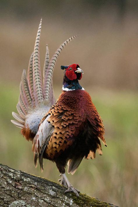 Common Pheasant, Bird Netting, Pheasant Hunting, Bird Hunting, Game Birds, Rare Birds, Colorful Bird, Nature Birds, Exotic Birds