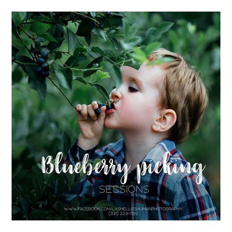 Head Photography, Blueberry Picking, Photography Mini Sessions, Mini Session, Mini Sessions, Photography Session, Blueberries, Photography