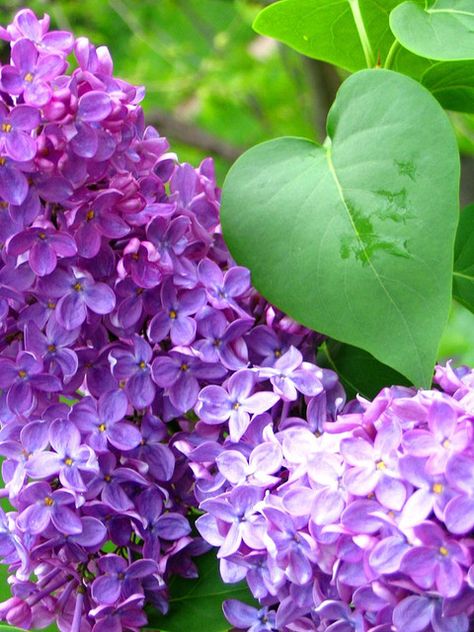 These make me remember my childhood! Lilacs; they smell Soooo good! Lilac Leaves, Lavender Shades, Purple Potion, Spring Coming, Lilac Bush, Spring Ahead, Lilac Tree, Lilac Bushes, Favorite Flower