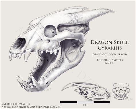 Dragon Skull Reference, Dragon Teeth Drawing, Dragon Skull Drawing Reference, Dragon Skull Sketch, Dragon Teeth Reference, Dragon Skull Art, Dragon Roaring Reference, Dragon Skull Drawing, Dragon Skull Mask