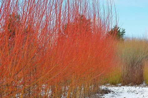 Garden Enclosure, Circle Garden, Maine Garden, Hill Landscape, Willow Fence, Low Growing Shrubs, Nursery Landscape, Seeds Planting, Backyard Sanctuary