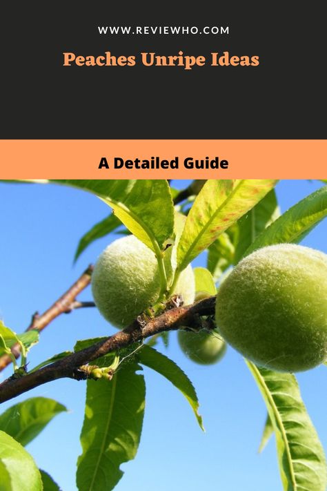 Unripe Peaches Recipes, Peach Tree, Peach Recipe, Peach Trees, The Good News, What To Make, Fruit Trees, Peaches, Simple Way