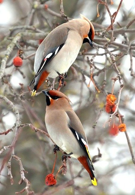 waxwings Bohemian Waxwing, Birds Sitting, Cedar Waxwing, Airbrush Art, Nature Birds, Two Birds, Backyard Birds, Bird Pictures, Exotic Birds