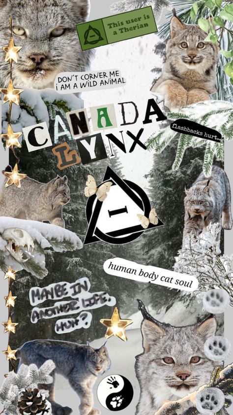 Lynx Wallpaper, Lynx Therian, Canada Lynx, Cat Collage, Nature Sketch, Maybe In Another Life, Chocolate Labrador, Cat Mask, Hobby Horse