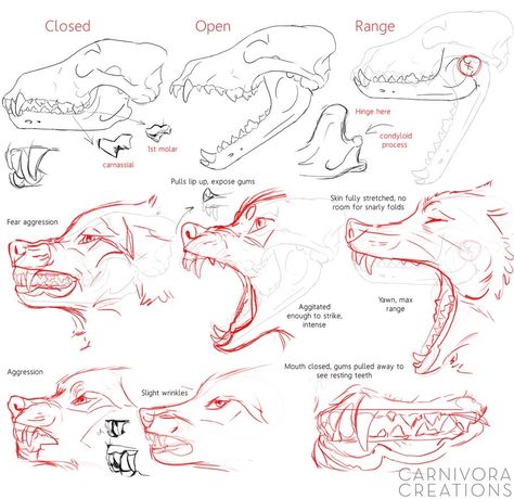 Wolf Sketch, Canine Drawing, Wolf Skull, Dog Anatomy, Sketches Art, Canine Art, Wolf Drawing, Creature Drawings, Skull Drawing