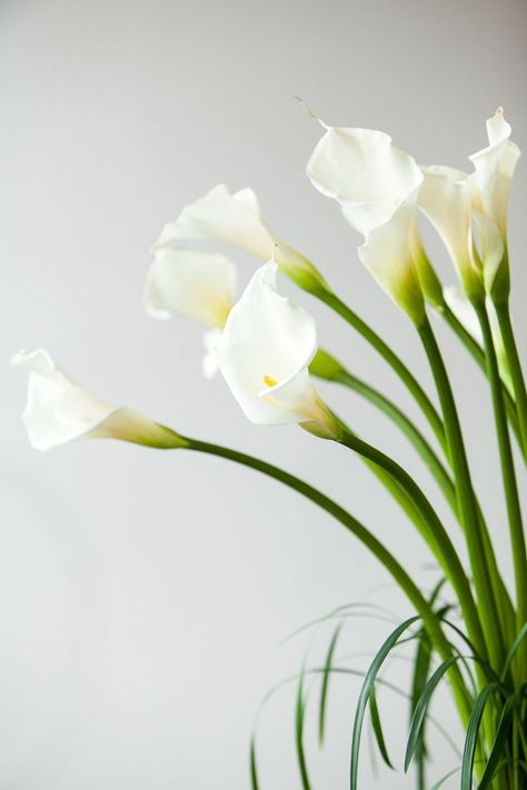 Calla Lily Centerpiece, Callas Lily, Calla Lily Centerpieces, White Calla Lily, Arum Lily, Refined Wedding, The Vault, Lily Flower, Flower Photos