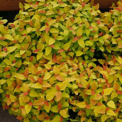 Candy Corn Spirea, Spirea Japonica, Climbing Hydrangea Vine, Spirea Plant, Spiraea Japonica, Deer Resistant Shrubs, Hydrangea Vine, Raised Garden Bed Plans, Cedar Raised Garden Beds