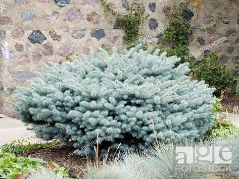 PICEA PUNGENS GLAUCA GLOBOSA, Stock Photo, Picture And Rights Managed Image. Pic. GWG-BEP7984 | agefotostock Glauca Globosa, Picea Pungens Glauca, Picea Glauca, Picea Pungens, World Images, Woodland Garden, Winter Magic, Evergreen Shrubs, Travel And Tourism