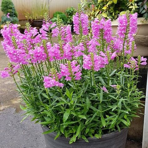 Physostegia 'Autumn Carnival' - Garden Crossings Autumn Carnival, Physostegia Virginiana, Obedient Plant, Annabelle Hydrangea, Daisy Garden, Summer Flowers Garden, Sun Perennials, Garden Courtyard, Pond Plants