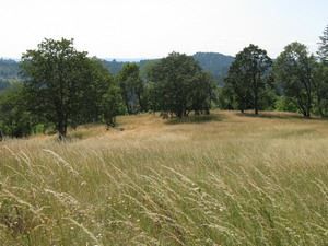 Oak savanna at Wild Iris Ridge Park Oak Savanna, Sacred Grove, Sacred Groves, Wild Iris, Summer Memories, Inspo Board, Permaculture, Oregon, Things To Do