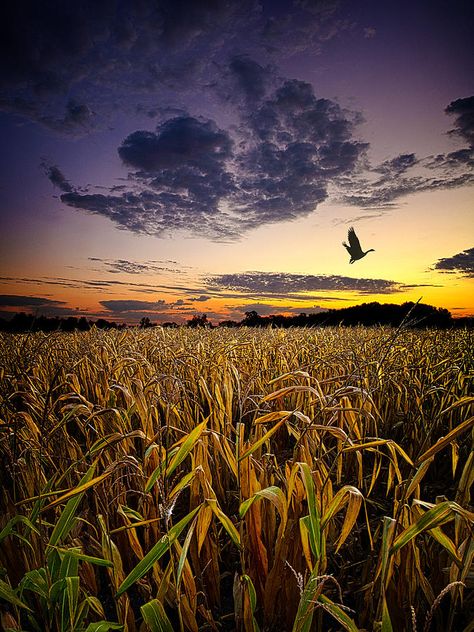 Corn Fields, Corn Field, Sun Setting, Field Of Dreams, Wheat Field, Harvest Time, Down On The Farm, On The Farm, Country Life