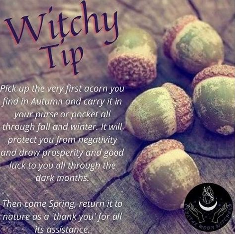 Acorns In Witchcraft, Acorn Witchcraft, Acorns Witchcraft, Acorn Magick, Acorn Symbolism, Acorn Magic, Encourage Mint, Forest Faerie, Witchy Tips