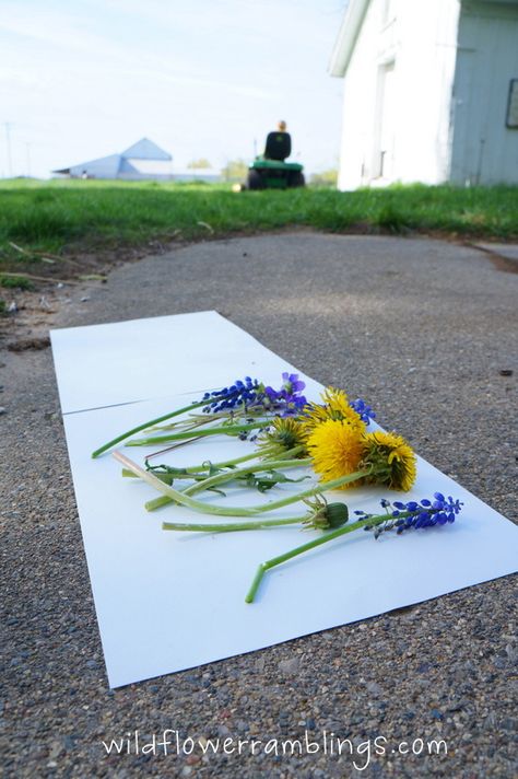 DSC04609. Hammered flower prints Hammered Flowers, Shadow Drawing, Tissue Flowers, Floral Drawing, School Garden, Plant Print, Diy Flowers, Flower Crafts, Painting Crafts