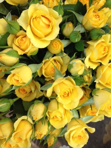 Roses Yellow, Modern Farmhouse Plans, Spray Roses, Rose Yellow, Farmhouse Plans, Home Delivery, Cool Plants, Delivery Service, Yellow Flowers