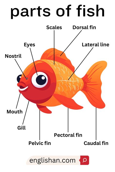 Parts of Fish Names in English - Learn English Vocabulary Fish Names, English 101, Picture Vocabulary, Reading Comprehension For Kids, Teacher Cartoon, Quiz With Answers, English Time, Learn Languages, Kindergarten Learning Activities