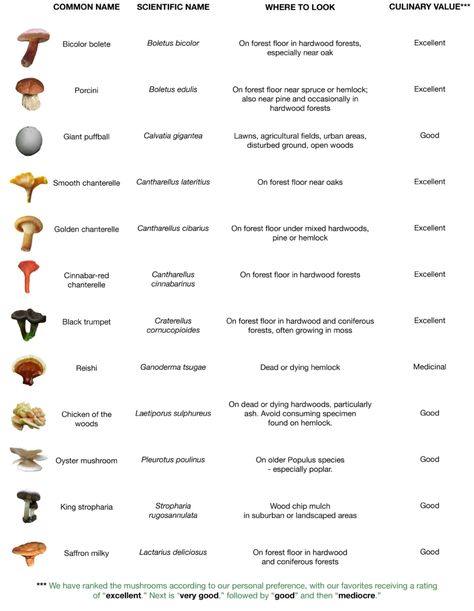 The Mushroom Forager   –  ForageCast: Chanterelles, Boletes and their Brethren Bolete Mushroom, Mushroom Identification, Mushroom Species, Poisonous Mushrooms, Fungi Art, Mushroom Hunting, Venison Recipes, Outdoors Tattoo, Blogging Quotes