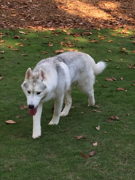 Luke Dunphy, Grey Husky, Douglas Dog, Tamaskan Dog, Pet Regression, Dog Types, School Dr, Dog Organization, Dog Sled