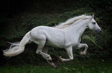 Horse Side Profile, White Stallion Horse, Horse Cantering, Pre Stallion, Horse Reins, Horses Galloping, Horse Reining, Horse Reference, Galloping Horse